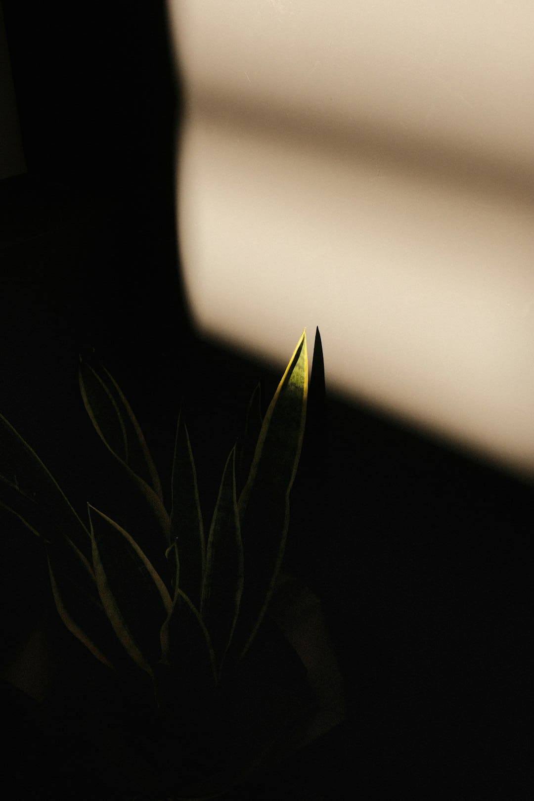 巴西狂欢节几月几日